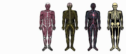 El cuerpo humano
